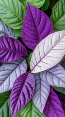 Poster - A close up of colorful layered leaves from a plant