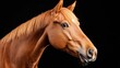 © Darya - Close-up portrait of a brown horse's head and neck. the horse is facing towards the right side of the image, with its head turned slightly to the left.