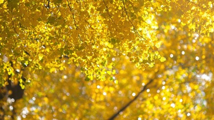 Aufkleber - Sunlight illuminates golden leaves creating a brilliant and beautiful scene