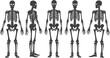 © Creative Juel  - Various views of a human skeleton in a medical vector illustration