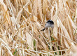 © Nicola.K.photos - Long-tailed tit bird 'Aegithalos caudatus' perched on straw reed in reedbed. Tiny bird with long tail. Ireland