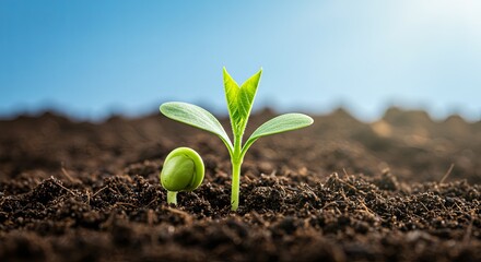 Poster - A small plant is growing in the dirt