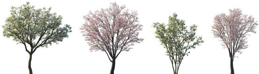 Wall Mural - set of pyrus and prunus cerasifera blossoming frontal street trees isolated png on a transparent bac
