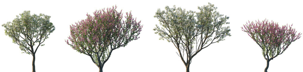 Wall Mural - set of pyrus and prunus cerasifera blossoming frontal street trees isolated png on a transparent bac