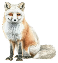 Wall Mural - png wildlife animal mammal fox.