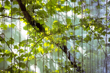 Poster - Discovering natures peace in vibrant greenery and soft light through leaves