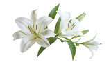 White lily flowers blooming with transparent background