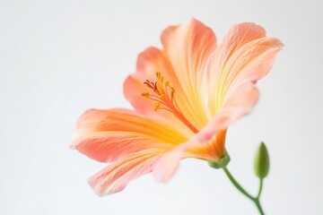 Poster - A single orange flower sits in a vase on a table, perfect for decorative or still life photography