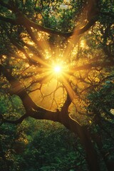 Poster - A tree's branches lit up by the warm sunlight, with dappled light and shadow