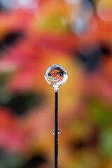 Poster - A single water droplet sits atop a natural wood stick, highlighting the contrast between liquid and solid states