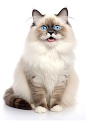  Ragdoll cat angora animal.