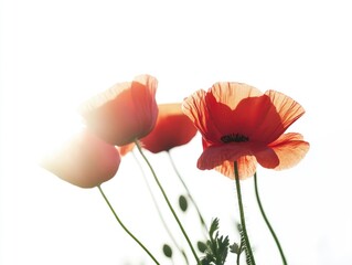 Poster - A detailed view of a cluster of bright red flowers