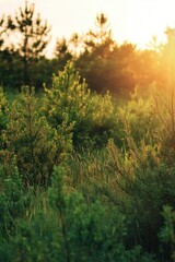 Poster - Trees illuminated by sunlight in a dense forest