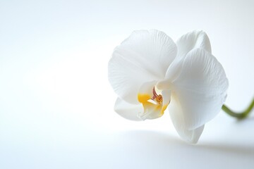 Poster - A single white flower with a bright yellow center on a clean white background