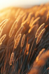 Poster - A serene scene with tall grass and a beautiful sunset in the background, ideal for use in travel or nature photography