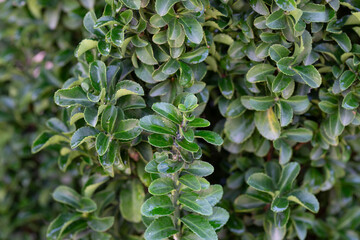 Wall Mural - Fresh green buxus (Buxus sempervirens) leaves. Close-up of evergreen bush boxwood in the nature. Concept: Greenery, natural pattern, nature texture.