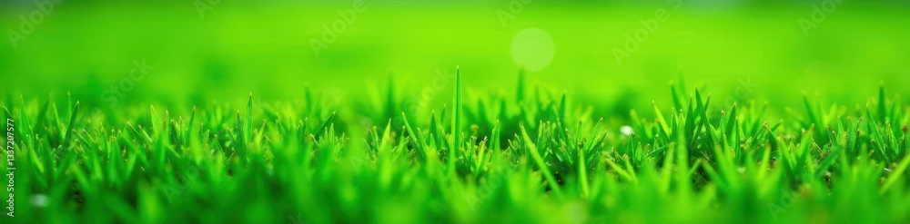 Emerald green lawn, freshly cut, showing vibrant texture and healthy growth , rural, turf, green