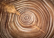 Wood larch texture of cut tree trunk, close-up. Stump wood.