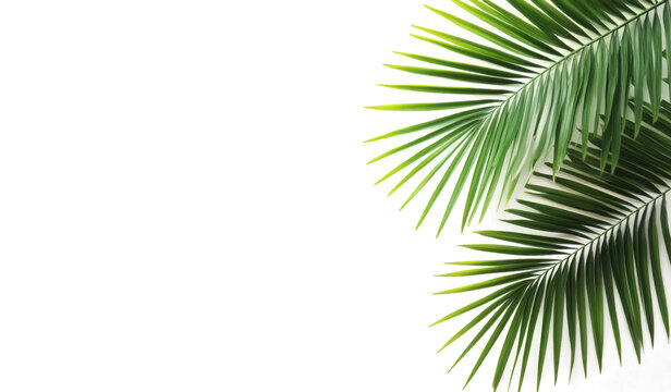 Copy space with Palm leaves border on transparent backgrounds realistic 3d rendering png 
