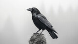 Common raven perched on rock against misty gray background, displaying detailed black feathers and powerful beak in monochromatic wildlife portrait