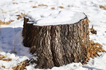 Poster - A single tree trunk covered in snow, great for winter scenes or environmental backgrounds.