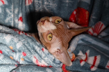 Aufkleber - A domestic cat is lying on top of a blanket, wrapped in another layer for comfort and warmth.