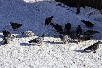 Poster - A group of pigeons standing on top of snow-covered ground, looking around.