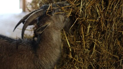 Poster - A goat standing next to a pile of fresh hay.