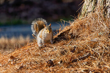 Wall Mural - eastern gray squirrel . eastern gray squirrel known as the grey squirrel is native animal to eastern