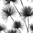 © Shoploom llc - Bright Tropical Fan Palm Leaves on Light Background