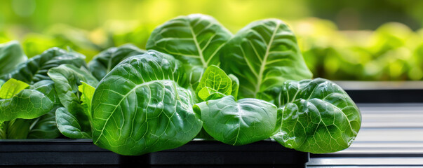 Aufkleber - Lush green lettuce growing in modern vertical farm with automated nutrient monitoring, showcasing sustainable agriculture