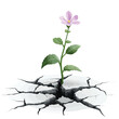 © Shoploom llc - Thriving Tiny Flower on Cracked Street Vector Illustration