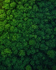  Lush Green Canopy of a Dense Forest from Above During Daylight