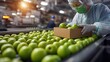 © hugy - Workers sort fresh green limes in a production facility