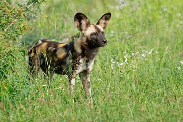 Wall Mural - african wild dog or painted hunting dog (lycaon pictus) standing in natural habitat, madikwe game re
