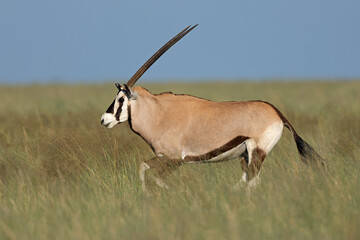 Wall Mural - a gemsbok antelope (oryx gazella) running in open grassland, mokala national park, south africa.
