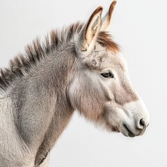 Canvas Print - a calm donkey with textured fur, soft lighting, side profile, full-body shot, detailed focus, agains
