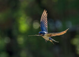 Barn Swallow, Hirundo rustica