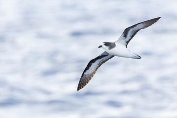 Wall Mural - bermuda petrel, pterodroma cahow