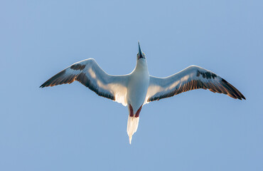 Wall Mural - red-footed booby, sula sula sula, seen from below