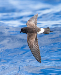 Wall Mural - new zealand storm petrel, fregetta maoriana