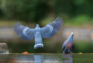 Wall Mural - trocaz pigeon, columba trocaz