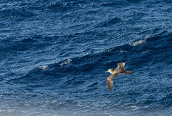Wall Mural - streaked shearwater, calonectris leucomelas