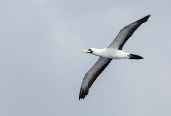 Wall Mural - masked booby, sula dactylatra