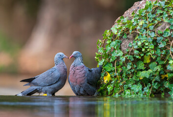 Wall Mural - trocaz pigeon, columba trocaz