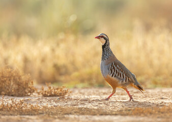 Wall Mural - red-legged partridge, alectoris rufa