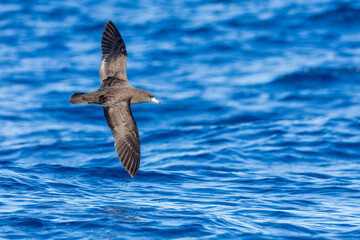 Wall Mural - flesh-footed shearwater, ardenna carneipes