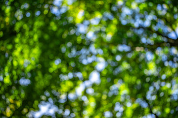 Wall Mural - Green forest and nature. Nature green leaf on blurred greenery background with copy space. Natural green plants landscape, ecology wallpaper concept. Green texture background. Tree bokeh.