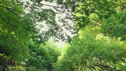 Wall Mural - lush green foliage of trees with sunlight morning, bright green trees leaves waving in wind, spring 