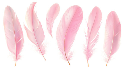 Set of pink feathers floating on transparent background